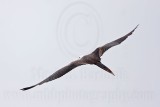 _MG_0293 Magnificent Frigatebird.jpg
