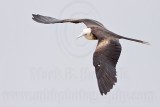 _MG_0303 Magnificent Frigatebird.jpg