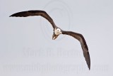 _MG_0309 Magnificent Frigatebird.jpg