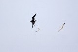 _MG_4975 Magnificent Frigatebird.jpg