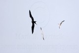 _MG_4976 Magnificent Frigatebird.jpg