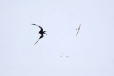 _MG_4977 Magnificent Frigatebird.jpg