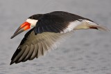 _MG_3084 Black Skimmer.jpg