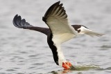 _MG_3457 Black Skimmer.jpg