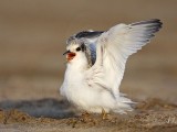 _MG_4770 Least Tern.jpg