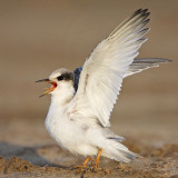 _MG_4777 Least Tern.jpg