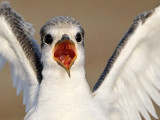 Least Tern - juveniles - begging for food - July/August 2008