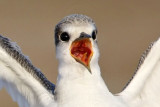 _MG_4783crop Least Tern.jpg