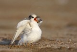 _MG_4787 Least Tern.jpg