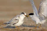 _MG_4791 Least Tern.jpg