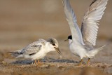 _MG_4793 Least Tern.jpg