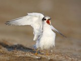 _MG_4937 Least Tern.jpg