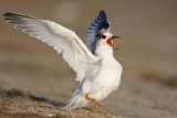 _MG_4938 Least Tern.jpg