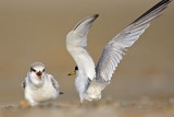 _MG_5174 Least Tern.jpg