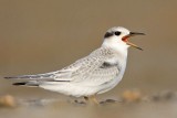 _MG_5209 Least Tern.jpg