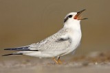 _MG_5347 Least Tern.jpg