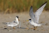 _MG_5819 Least Tern.jpg