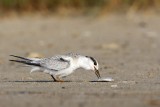 _MG_5863 Least Tern.jpg
