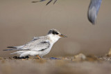 _MG_6023 Least Tern.jpg