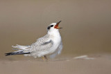 _MG_6663 Least Tern.jpg