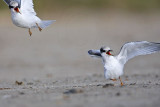 _MG_6956 Least Tern.jpg