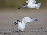 _MG_6958 Least Tern.jpg