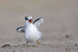 _MG_6961 Least Tern.jpg