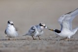 _MG_6970 Least Tern.jpg