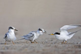 _MG_6972 Least Tern.jpg