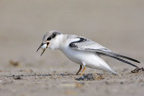 _MG_6983 Least Tern.jpg