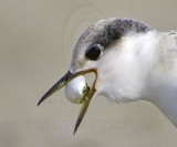 Least Tern - feeding pufferfish to juvenile