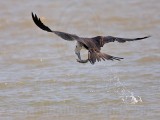 _MG_2471 Magnificent Frigatebird.jpg