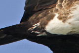 _MG_4035crop2 Magnificent Frigatebird.jpg