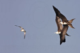 _MG_4460 Magnificent Frigatebird.jpg