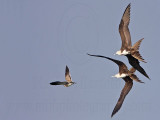 _MG_4461 Magnificent Frigatebird.jpg