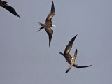 _MG_4474 Magnificent Frigatebird.jpg