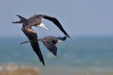 _MG_3548 Magnificent Frigatebird.jpg
