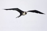 _MG_6557 Fregata sp.jpg