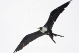 _MG_6589 Fregata sp.jpg