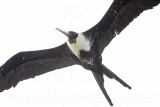 _MG_6636 Fregata sp.jpg