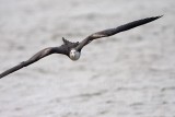 _MG_5715 Magnificent Frigatebird.jpg
