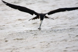 _MG_5717 Magnificent Frigatebird.jpg