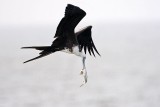 _MG_5723 Magnificent Frigatebird.jpg