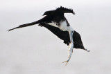 _MG_5724 Magnificent Frigatebird.jpg
