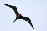 _MG_6867 Magnificent Frigatebird.jpg