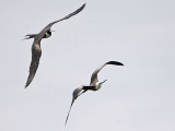 _MG_6879 Magnificent Frigatebird.jpg