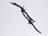 _MG_6894 Magnificent Frigatebird.jpg