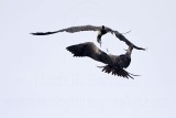 _MG_6907 Magnificent Frigatebird.jpg