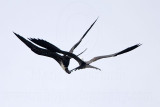 _MG_6910 Magnificent Frigatebird.jpg