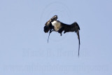 _MG_1117 Magnificent Frigatebird.jpg